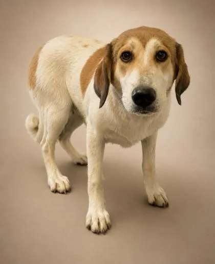 A young medium-sized female English Shepherd dog named Nova ~ Sponsored!! for adoption in Bowling Green, KY