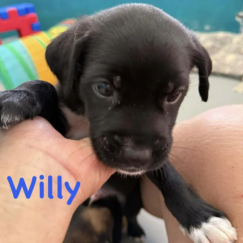 A baby small-sized male Black Chihuahua dog named Willy for adoption in Carmel, NY