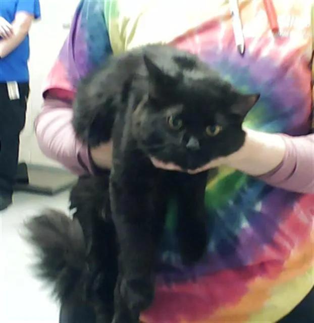 A young small-sized female Domestic Medium Hair cat named A for adoption in Fayetteville, NC
