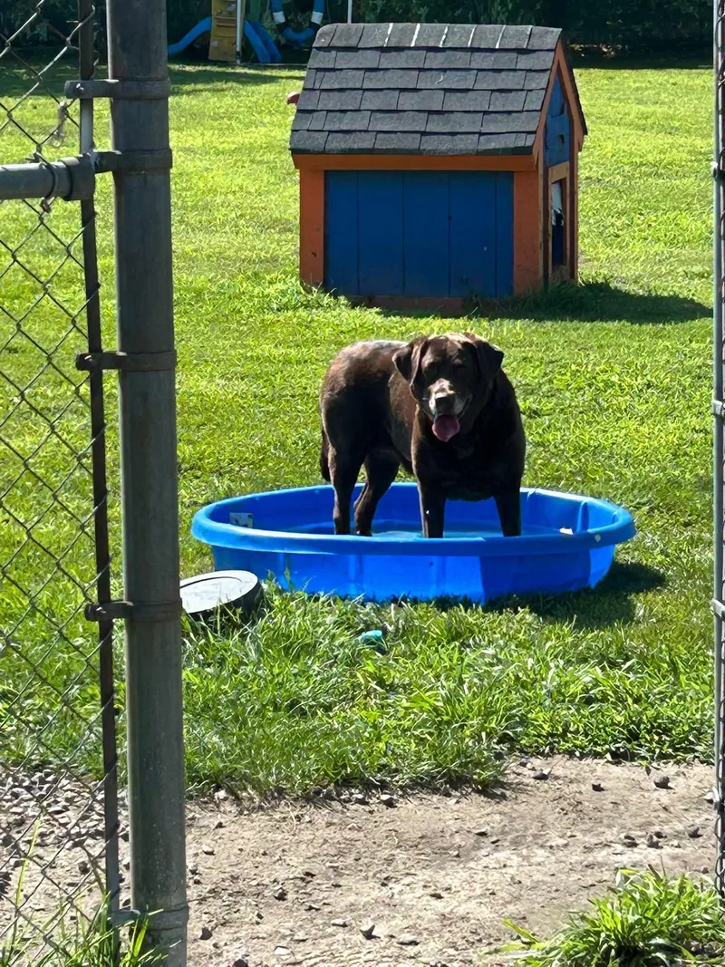 An adult large-sized female Brown / Chocolate Labrador Retriever dog named Echo for adoption in Cranston, RI