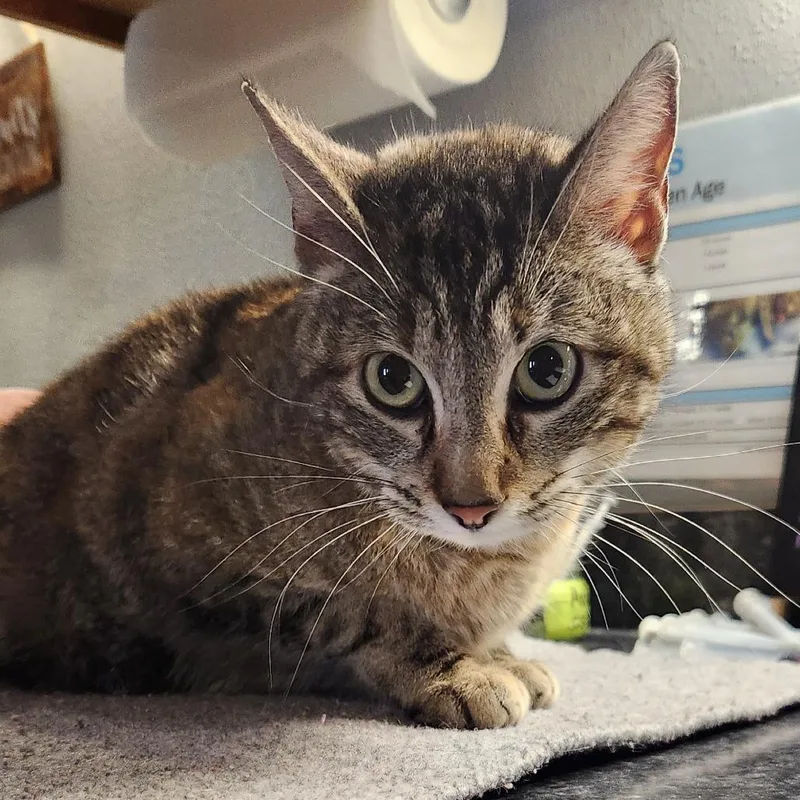 An adult medium-sized female Tortoiseshell Domestic Short Hair cat named Cymbaline for adoption in Brighton, MO