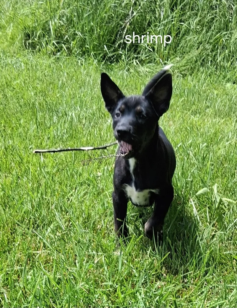 A baby medium-sized female Black Pit Bull Terrier dog named Shrimpy for adoption in Urbana, OH