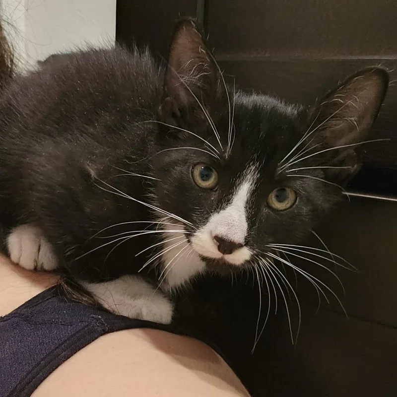 A baby small-sized male Black Domestic Short Hair cat named Gareth for adoption in Sarasota, FL
