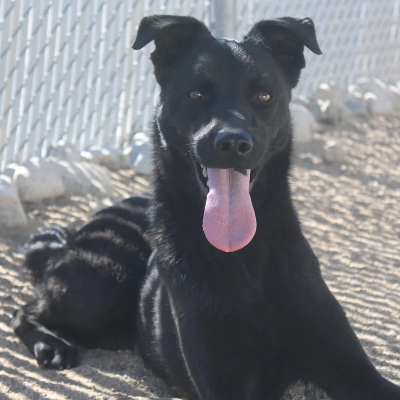 A young medium-sized male Black Labrador Retriever dog named Zimm for adoption in Yucca Valley, CA