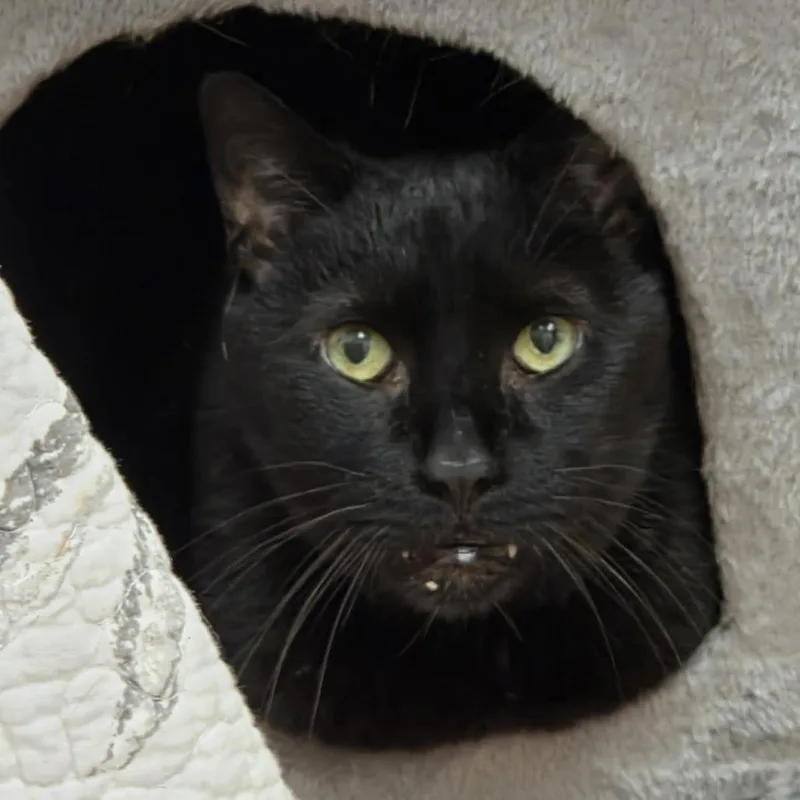 A senior extra large-sized male Black Domestic Short Hair cat named Tobias for adoption in Ballston Spa, NY