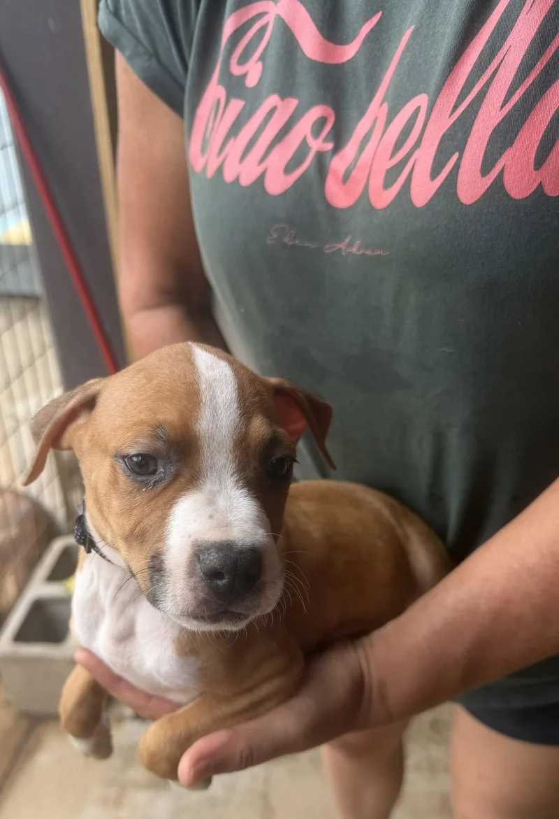 A baby medium-sized male Mixed Breed dog named Eli for adoption in Jackson, MS