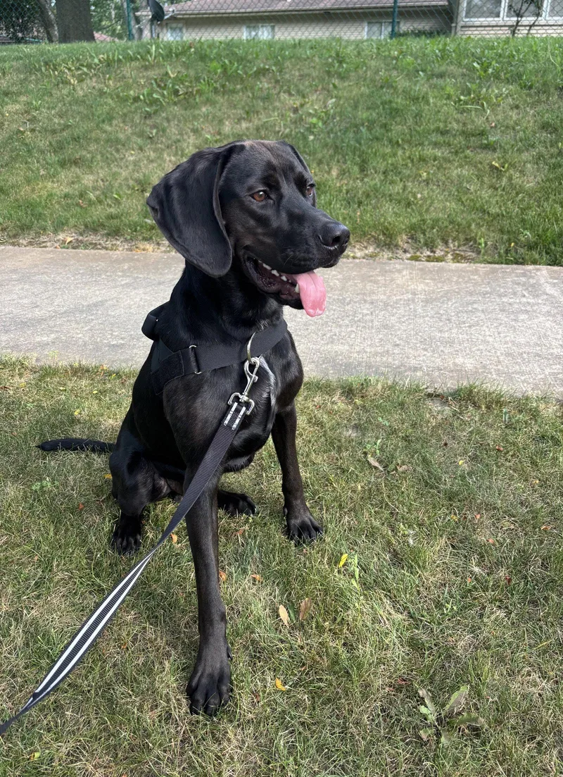 A young medium-sized male Hound dog named Winston for adoption in Clinton, MI