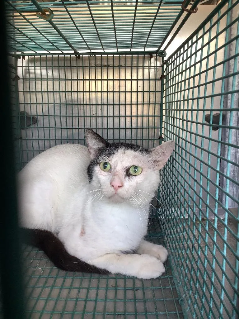 A young small-sized male Domestic Short Hair cat named Kevin for adoption in New Braunfels, TX