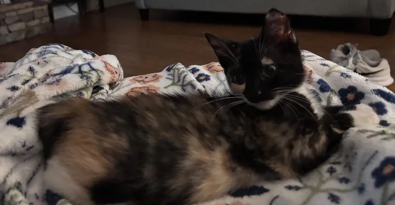 Annaleigh thumbnail 2