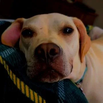 A young medium-sized female Pit Bull Terrier dog named Laikyn for adoption in Crystal, MN