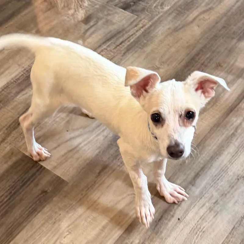A baby small-sized male White / Cream Chihuahua dog named Brock for adoption in Las Vegas, NV