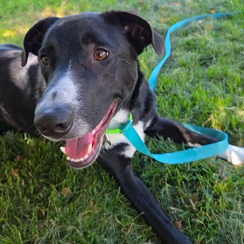 An adult medium-sized male Collie dog named Ruff for adoption in Racine, WI