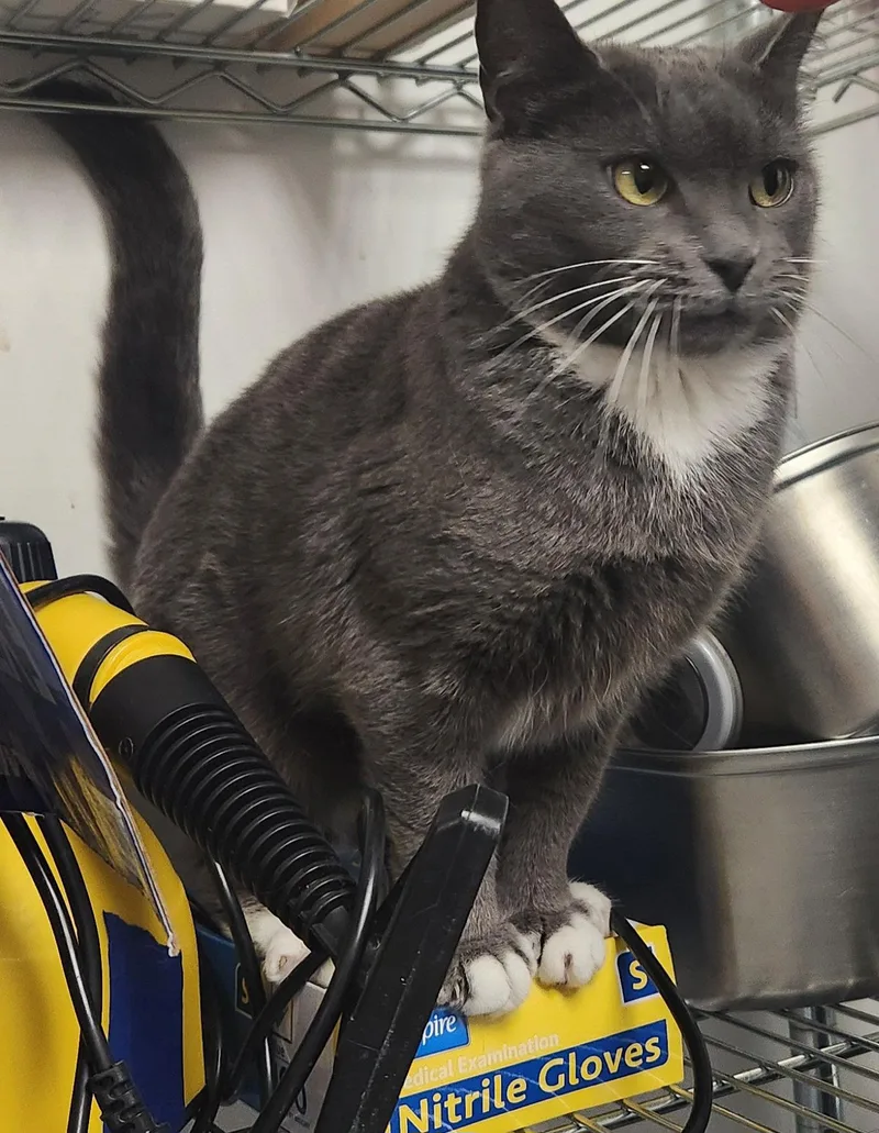 A young medium-sized female Gray / Blue / Silver Domestic Short Hair cat named Aries for adoption in Herndon, VA