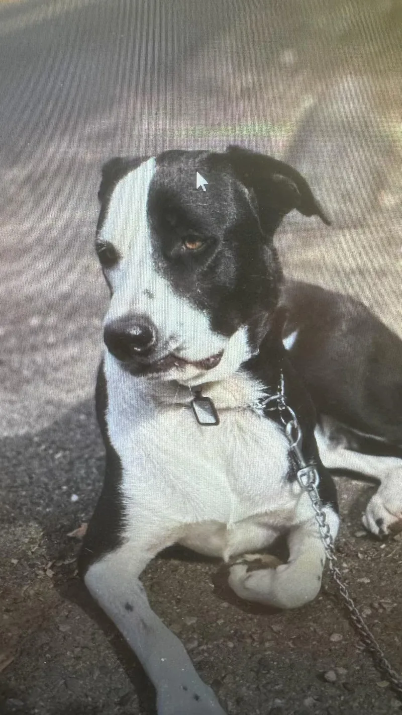 A young large-sized male Black Border Collie dog named Ollie for adoption in Sonora, CA