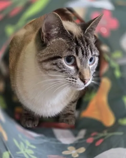 A young medium-sized female Domestic Short Hair cat named Libby for adoption in Oakville, WA