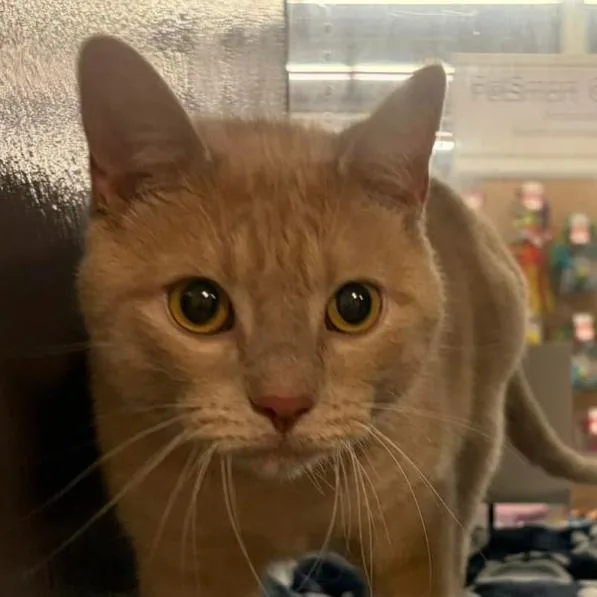 An adult small-sized male Buff / Tan / Fawn Domestic Short Hair cat named Beau for adoption in Coralville, IA