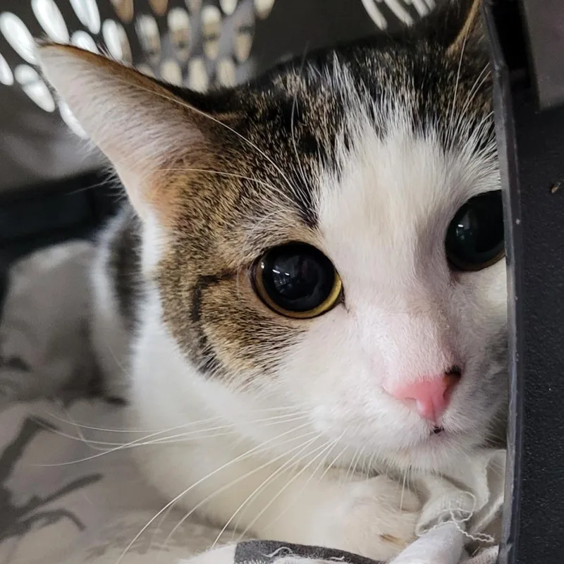 A young medium-sized male Gray / Blue / Silver Domestic Short Hair cat named Dublin for adoption in Coos Bay, OR
