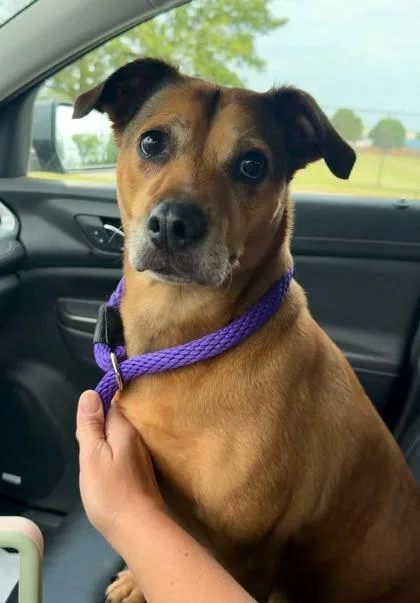 An adult medium-sized female Terrier dog named CeeCee for adoption in Fishers, IN