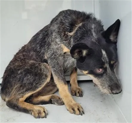 A young medium-sized female Australian Cattle Dog / Blue Heeler dog named Melody for adoption in San Pedro, CA