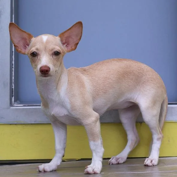 A baby small-sized female Yellow / Tan / Blond / Fawn Chihuahua dog named Gidget for adoption in Bradenton, FL