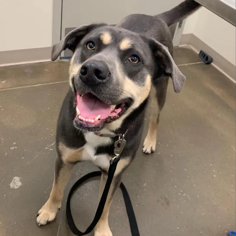 An adult large-sized female Gray / Blue / Silver Mixed Breed dog named Fairy for adoption in Tulsa, OK