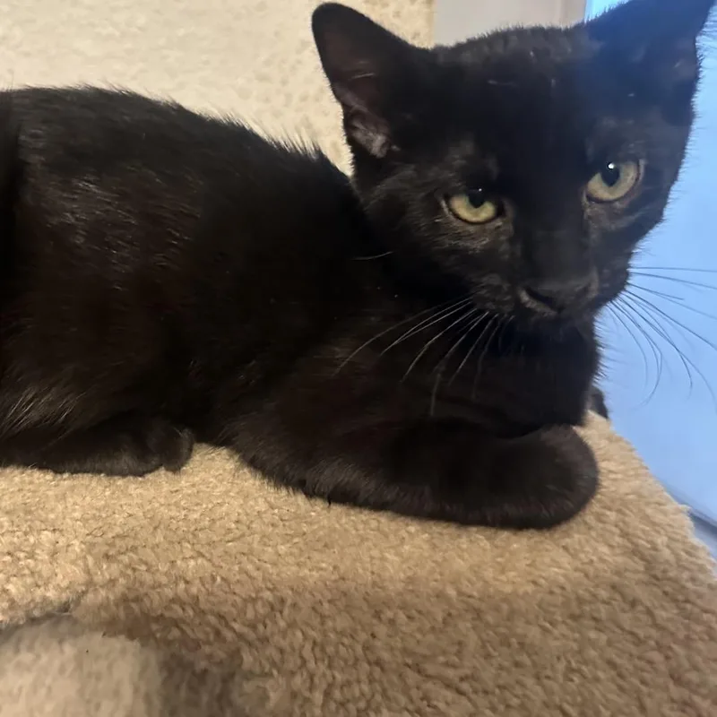 A baby small-sized male Black Domestic Short Hair cat named Willow for adoption in Layton, UT