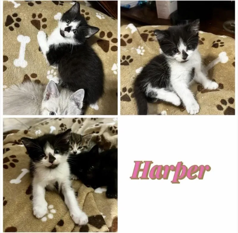A baby medium-sized female Gray & White Domestic Short Hair cat named Harper for adoption in White Bluff, TN