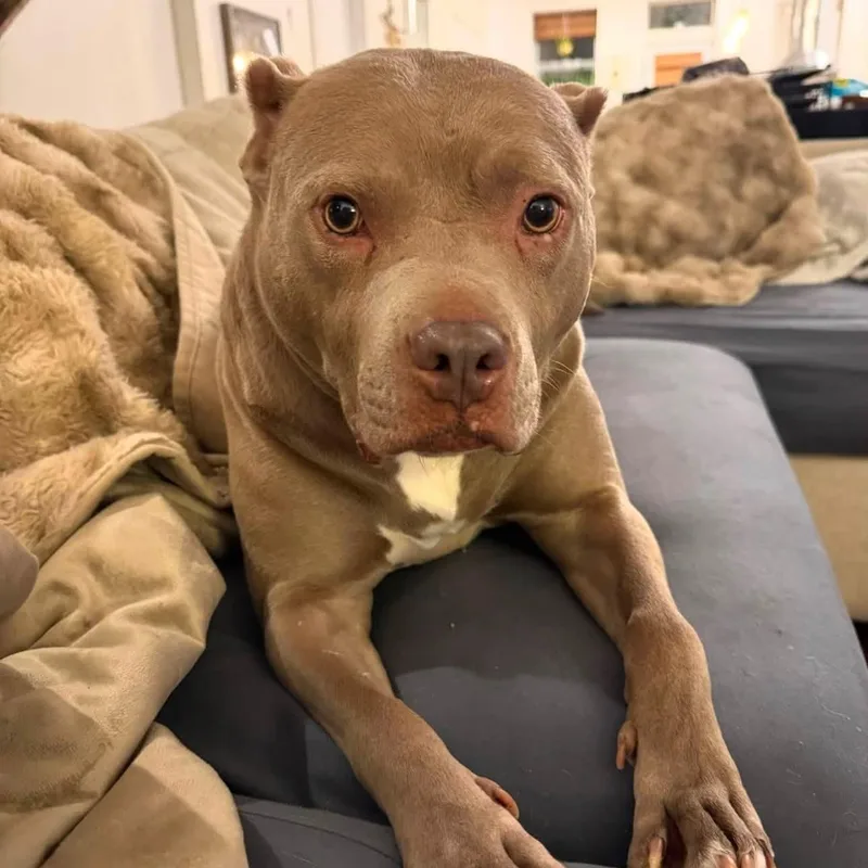 An adult medium-sized female Gray / Blue / Silver American Staffordshire Terrier dog named Luna number for adoption in Williston, VT
