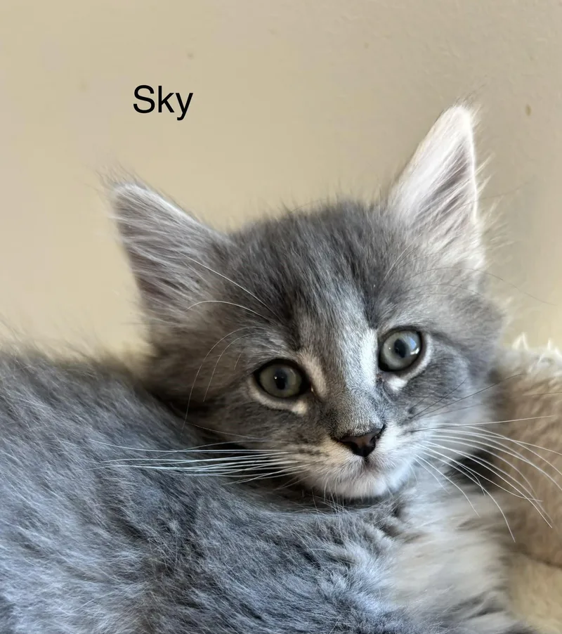 A baby medium-sized male Tabby (Gray / Blue / Silver) Tabby cat named Little HeartsReady for Forever for adoption in Laurel, MD