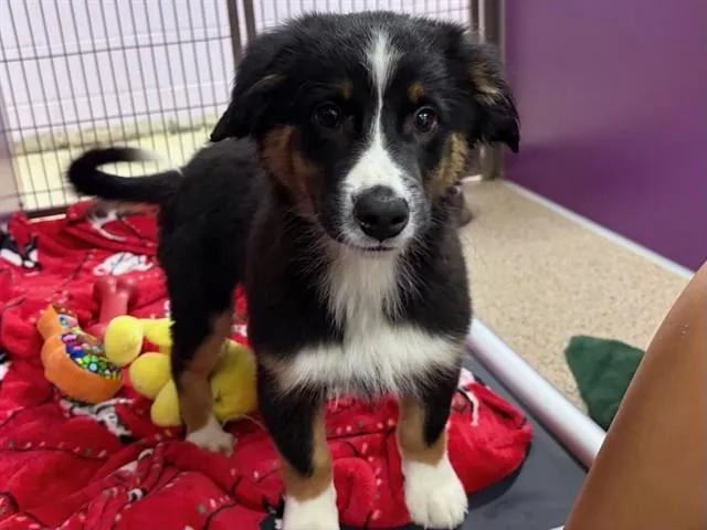A baby small-sized male Australian Shepherd dog named Tarragon for adoption in Ames, IA