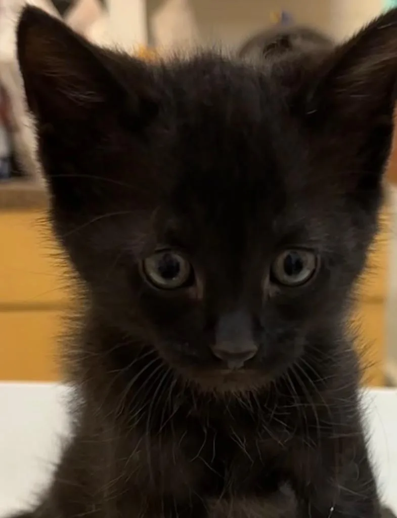 A baby small-sized male Domestic Short Hair cat named Jimbo for adoption in Elizabethton, TN