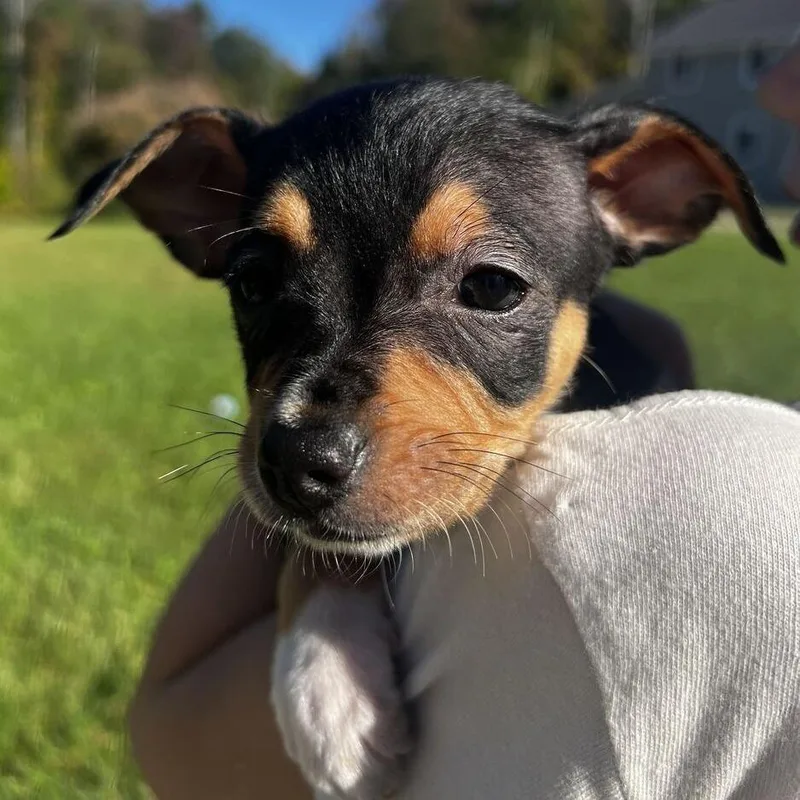 A baby small-sized male Black Chihuahua dog named Dragonfly for adoption in Enfield, NH