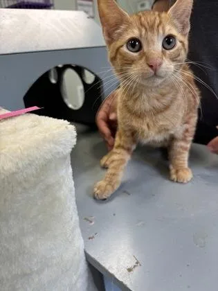 A baby medium-sized male Domestic Short Hair cat named Huckleberry Pie for adoption in Picayune, MS