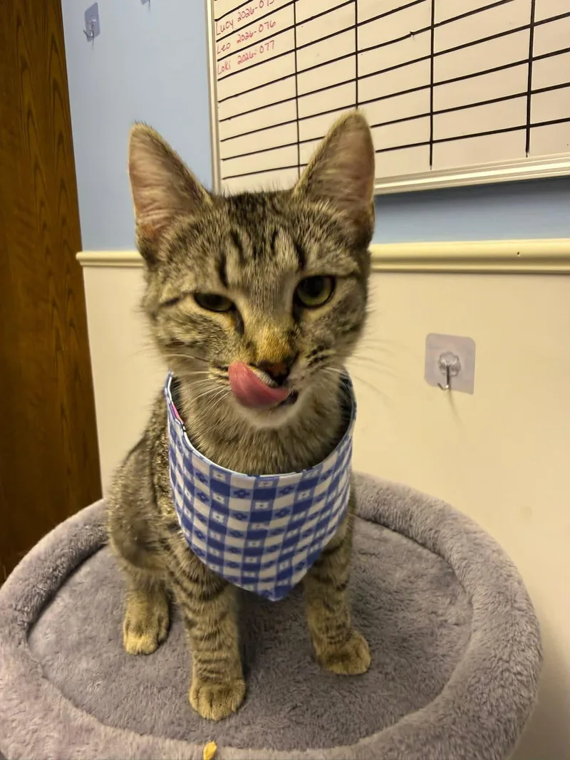 A young small-sized female Domestic Short Hair cat named Serena for adoption in Steeleville, IL