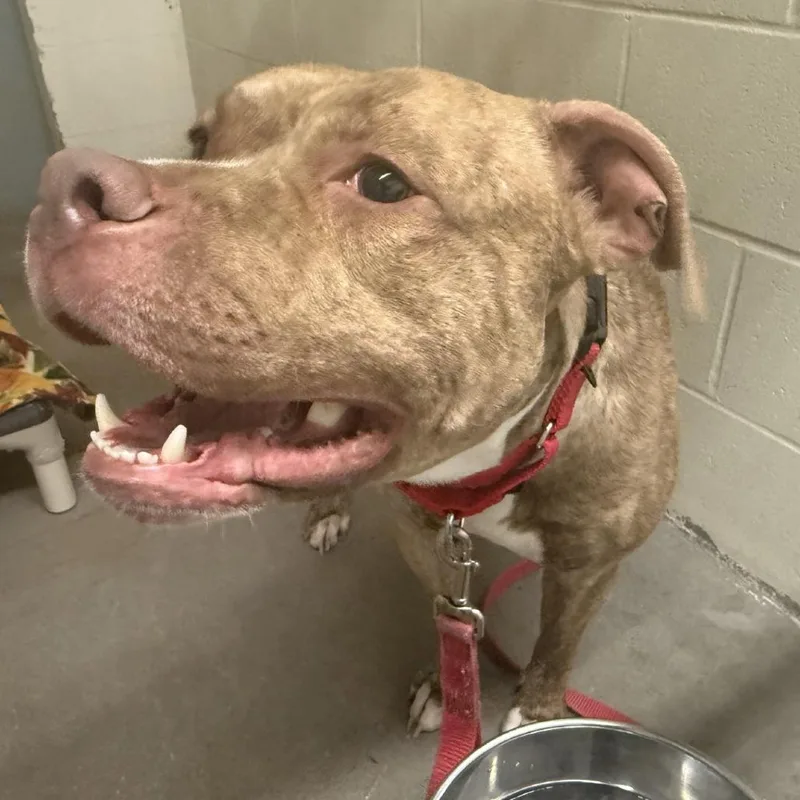 An adult medium-sized male Yellow / Tan / Blond / Fawn Pit Bull Terrier dog named Apollo for adoption in Pittsford, VT