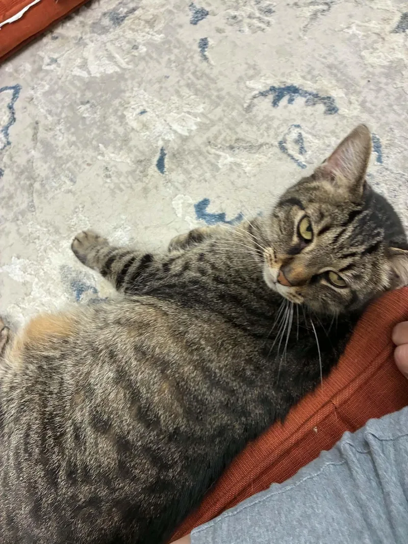 A senior large-sized female Tabby cat named Lake for adoption in Millington, TN
