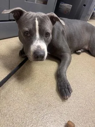 An adult medium-sized female Pit Bull Terrier dog named Nova for adoption in Farmers Branch, TX