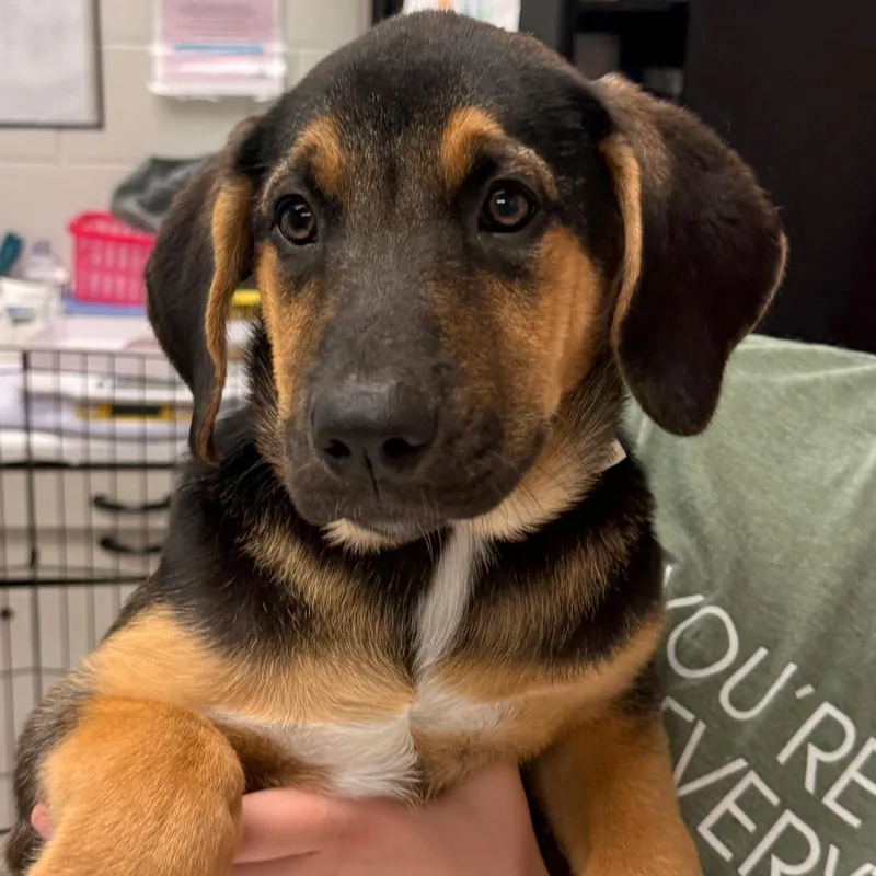 A baby large-sized female Black Cattle Dog dog named Jesse for adoption in Evansville, IN