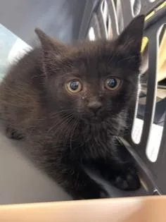 A baby small-sized female Domestic Short Hair cat named Coco Puff for adoption in West Chester, PA