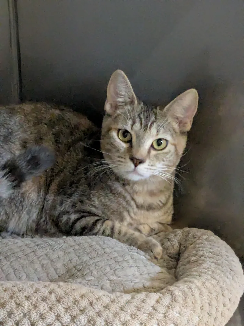 A young small-sized female Torbie Domestic Short Hair cat named Darlia for adoption in Bedford, VA