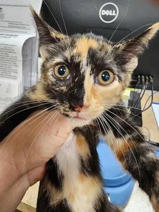 A baby small-sized female Domestic Short Hair cat named Cookie $ for adoption in Seneca, SC