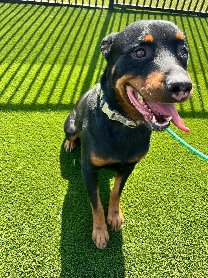 An adult large-sized male Rottweiler dog named Eragon for adoption in Rockwall, TX