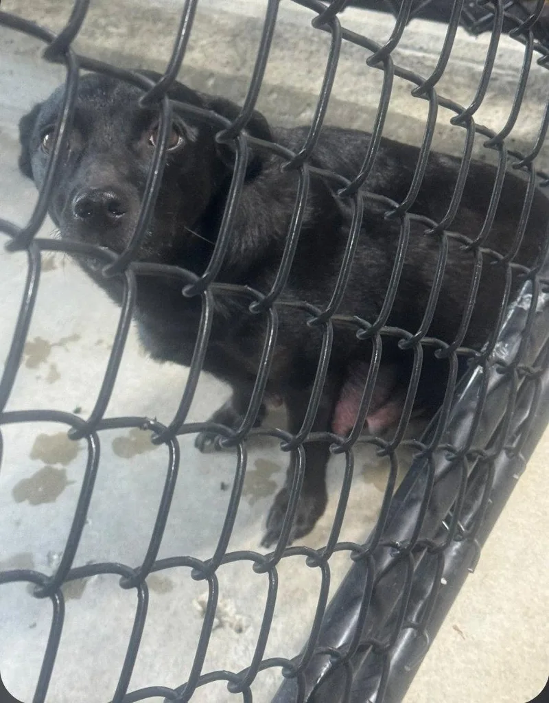 An adult medium-sized female Terrier dog named Millie Bean for adoption in Saunderstown, RI