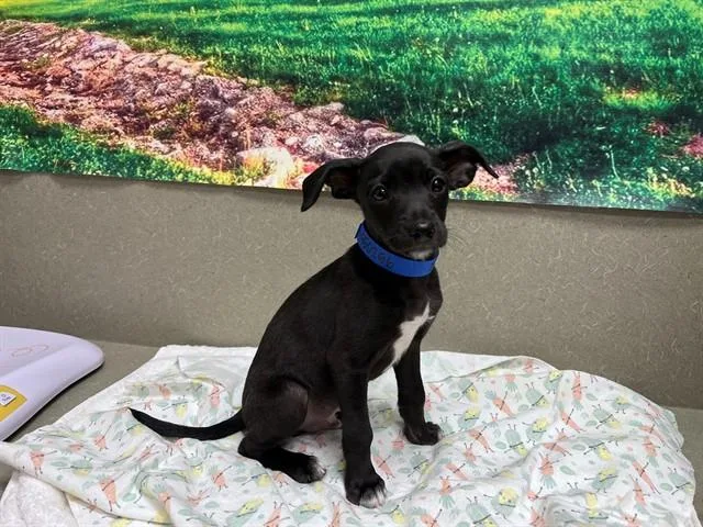 A baby small-sized male Chihuahua dog named Ditto for adoption in Moreno Valley, CA