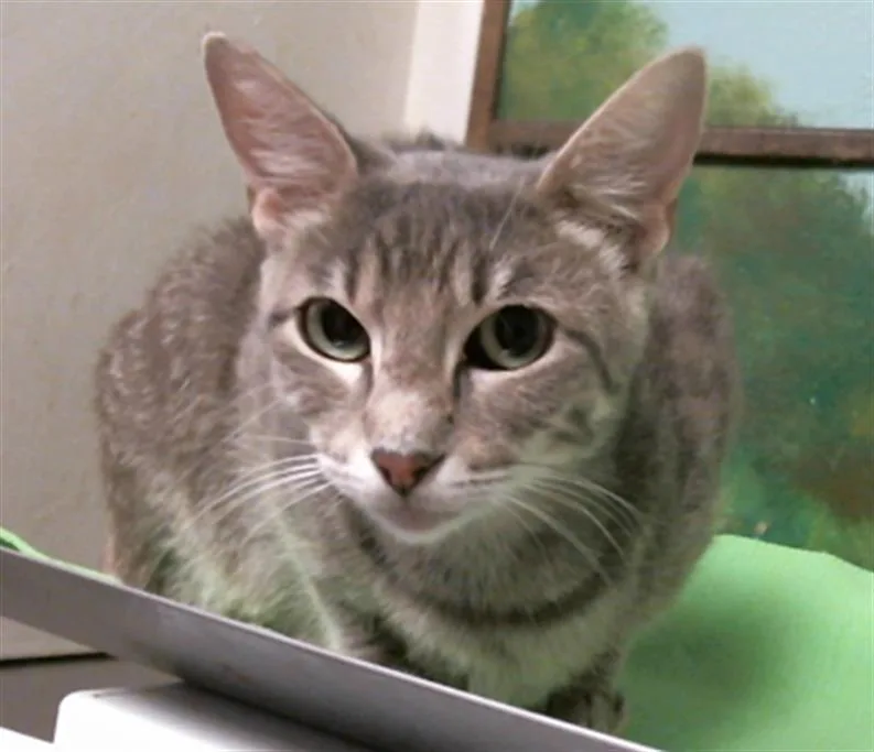 A young medium-sized female Domestic Short Hair cat named Sandra for adoption in Houston, TX