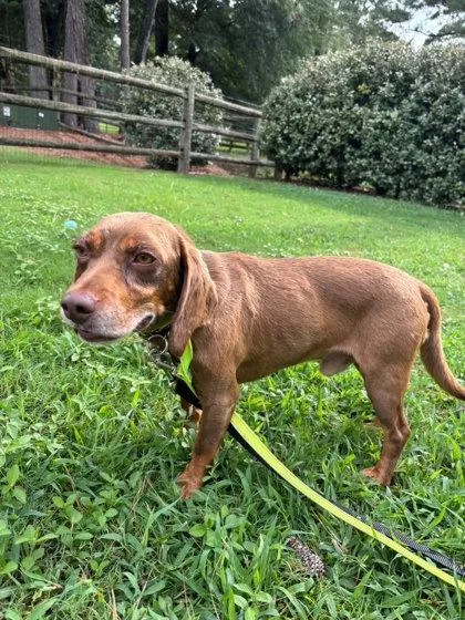 Ralphie