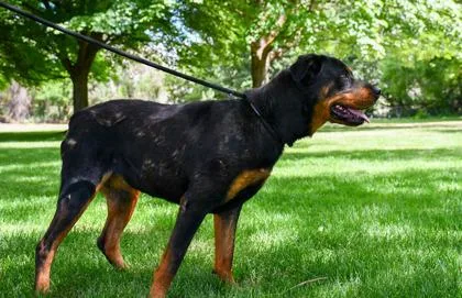 An adult large-sized female Rottweiler dog named Bow for adoption in Yakima, WA