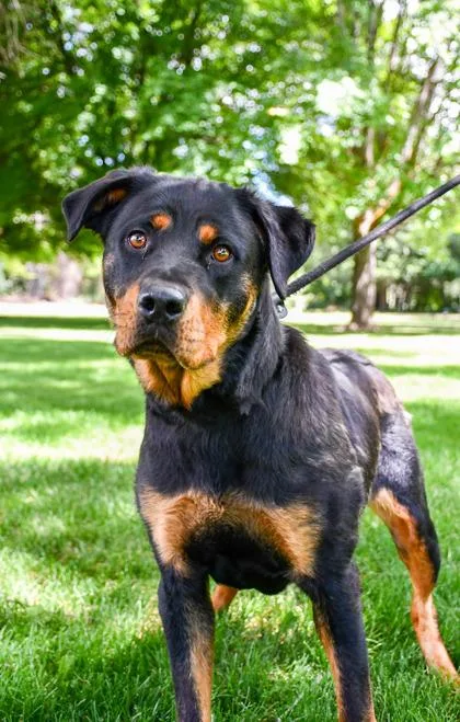 Bow thumbnail 3