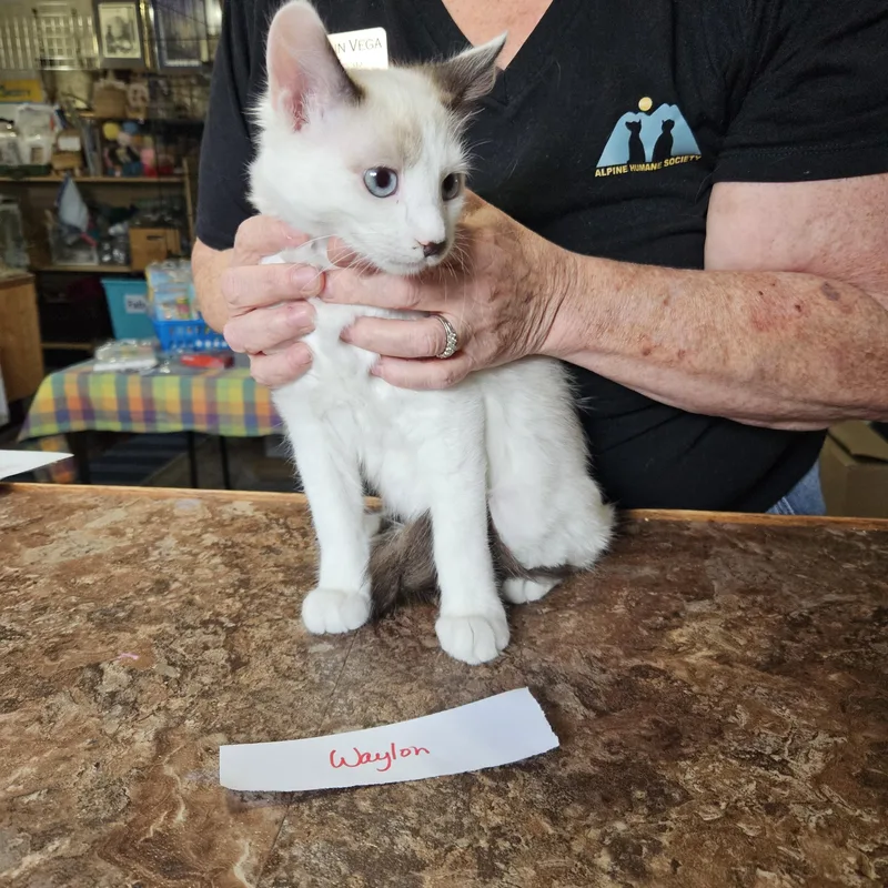 A young medium-sized male Buff & White Siamese cat named Waylon for adoption in Alpine, TX