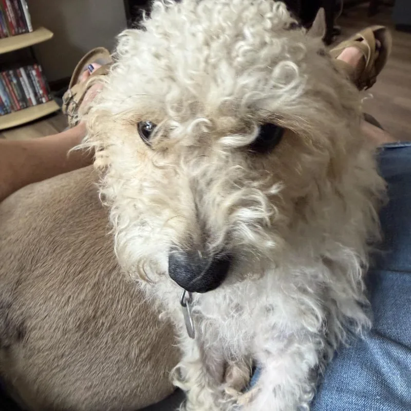 An adult small-sized male Poodle dog named Pierre for adoption in Buffalo, MN